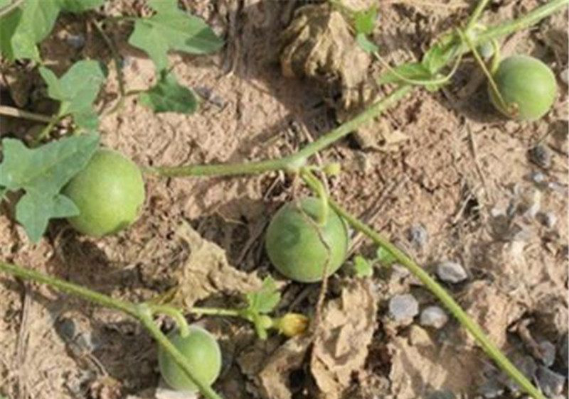 屎是绿色的怎么调理 11d1-hmrasqt3267119.png