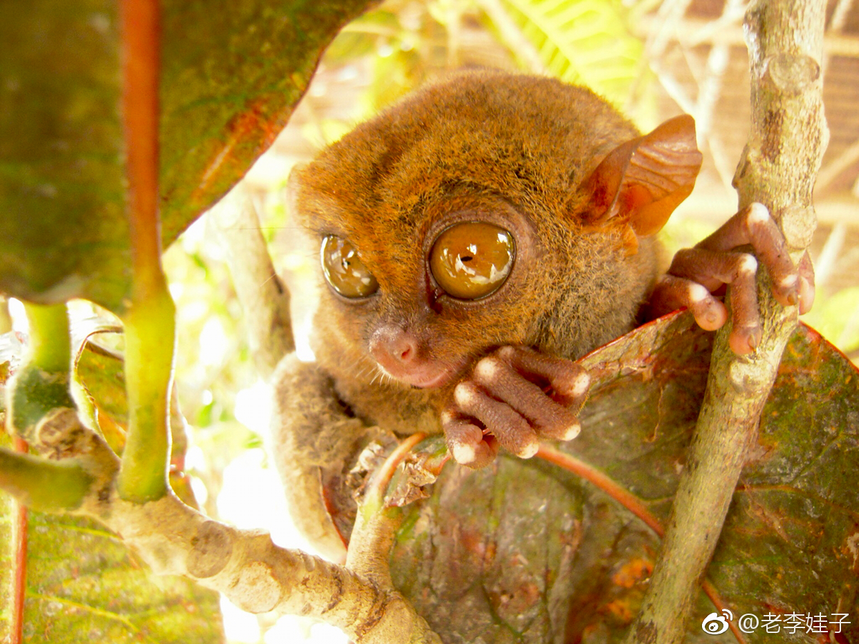 菲律宾的"眼镜猴"又称"大眼猴",是一种珍贵的小型猴类