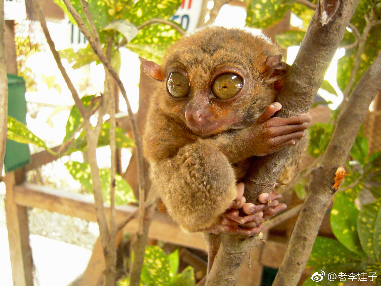猴子的独特之处在于眼睛,小小的脸庞上,眼珠的直径可以超过1厘米.