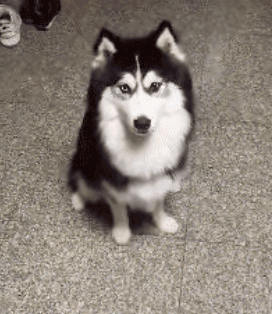 搞笑gif趣图:痒,痒,不要刷了