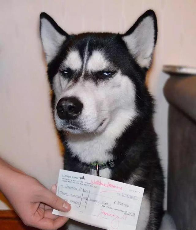 因猥琐与严肃表情走红网络的哈士奇,如今娶妻生子了!