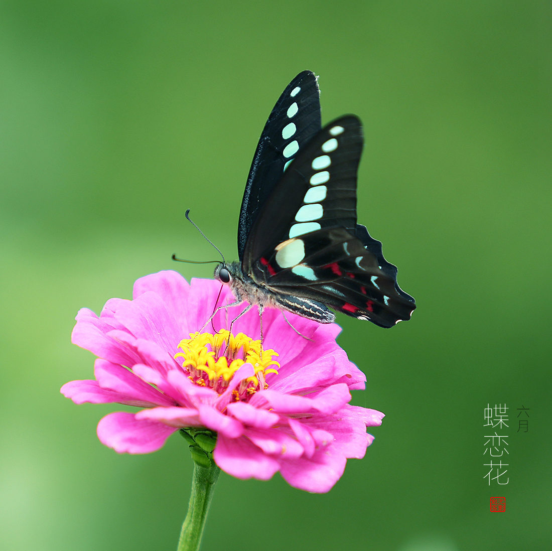 早安!又是美好的一天,六月·蝶恋花