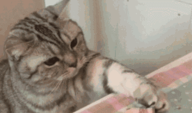 身为一只馋猫应该具备的基本"吃货"素养