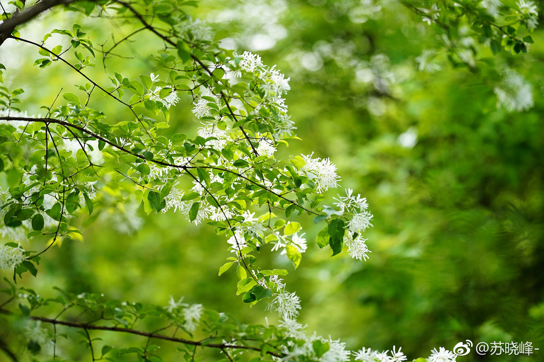 流苏树(摄于奥森南园 林泉高致 景区):是木犀科