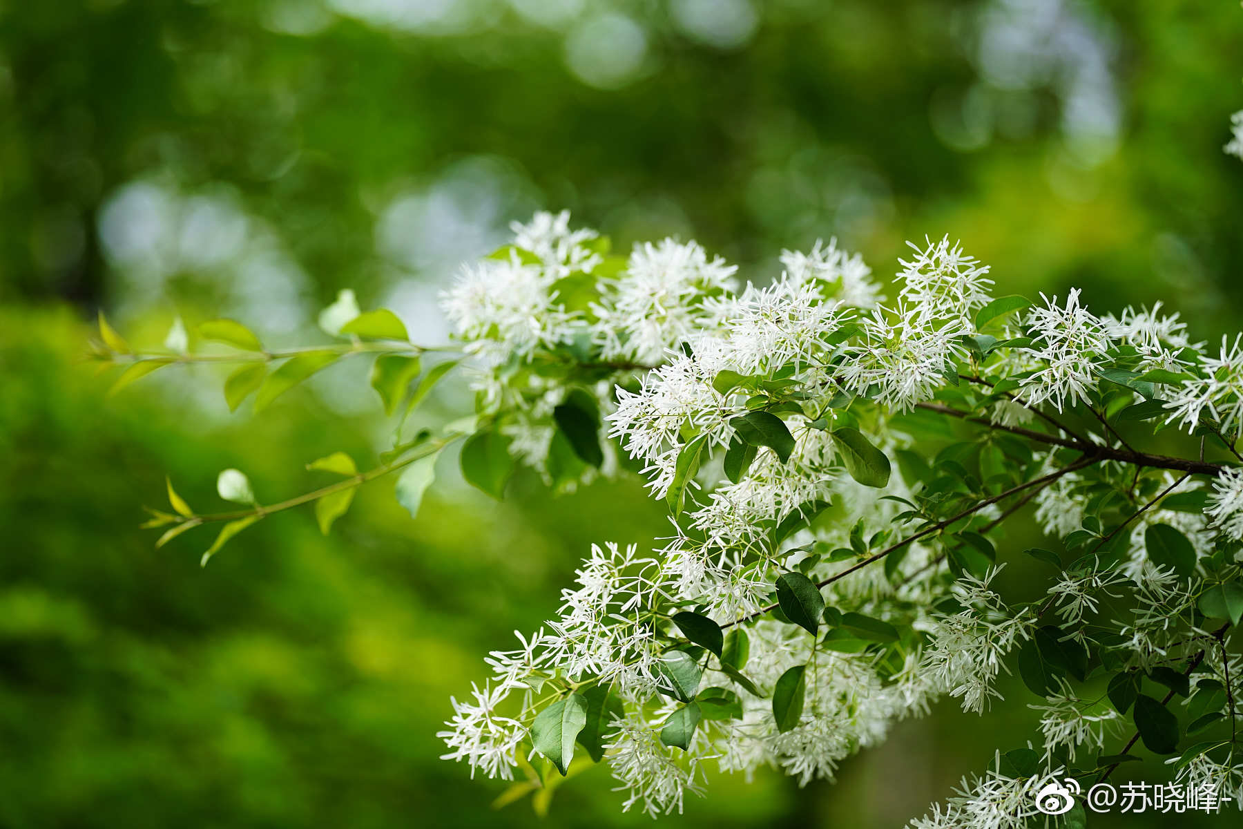 流苏树(摄于奥森南园 林泉高致 景区):是木犀科