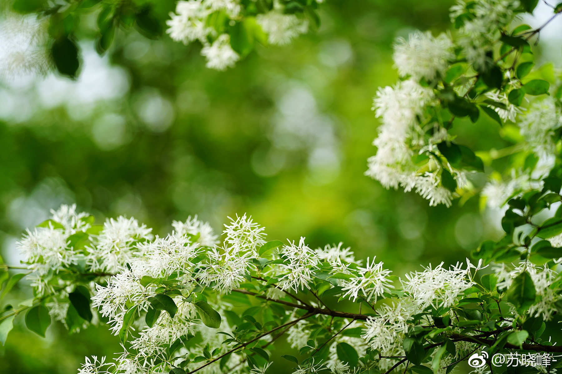 流苏树(摄于奥森南园 林泉高致 景区):是木犀科