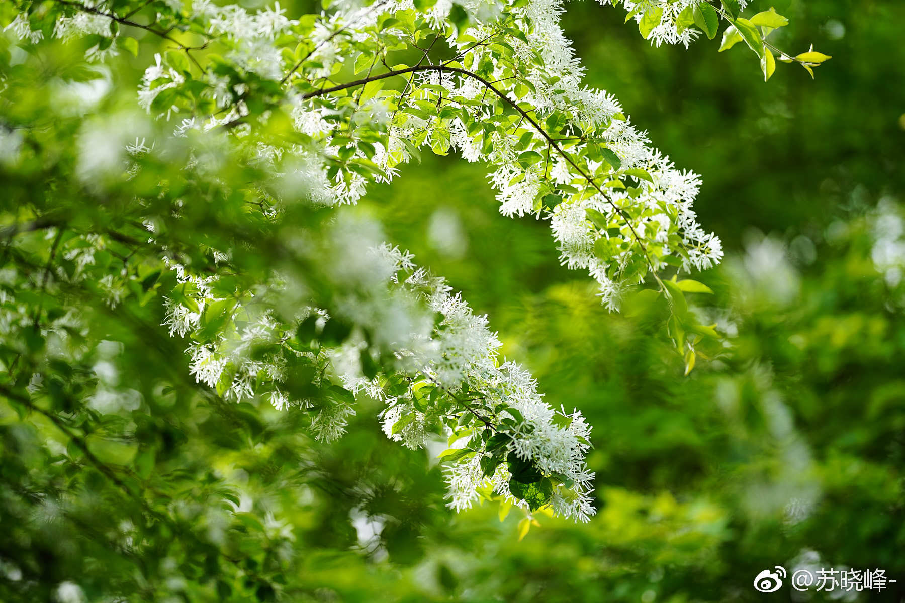 流苏树(摄于奥森南园 林泉高致 景区):是木犀科