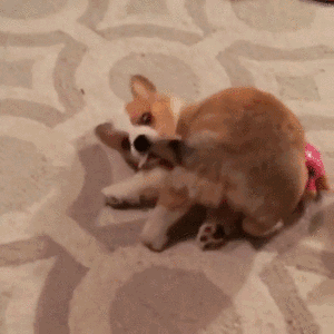 你也许不知道,狗狗咬尾巴,是在告诉铲屎官这六件事!