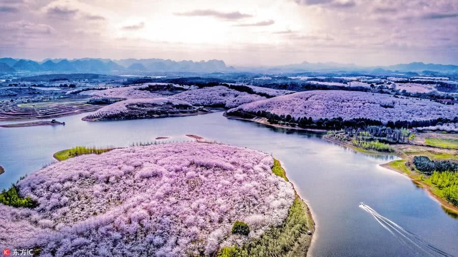 不必去日本!国内十大樱花城市粉色来袭 赏樱地