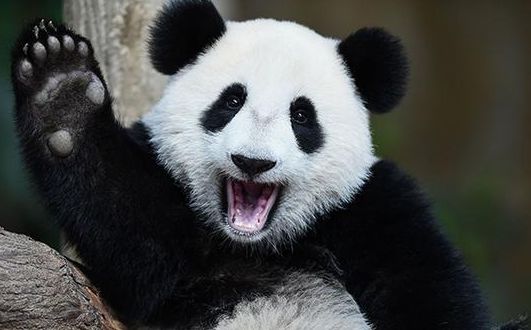 国宝大熊猫伤人后竟不吃不喝?得知原因后,网友