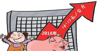 2016年养50头母猪赚80万,现在出栏1000头猪赔