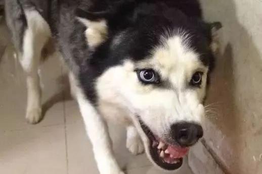 狗狗护食行为太可怕,几招轻松改掉!