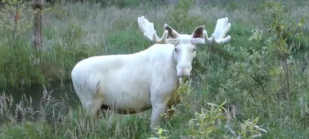 瑞典罕见纯白色驼鹿现身, 仙气撩人, 仿佛从童话