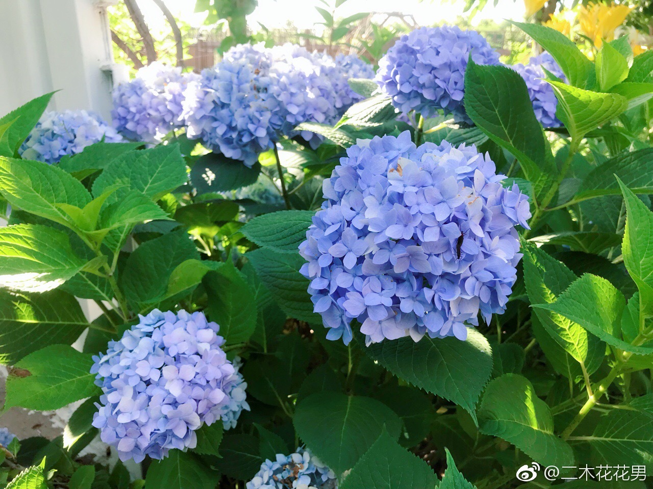 昨天晒焉的绣球，浇水后今天恢复了，就像打气球一样