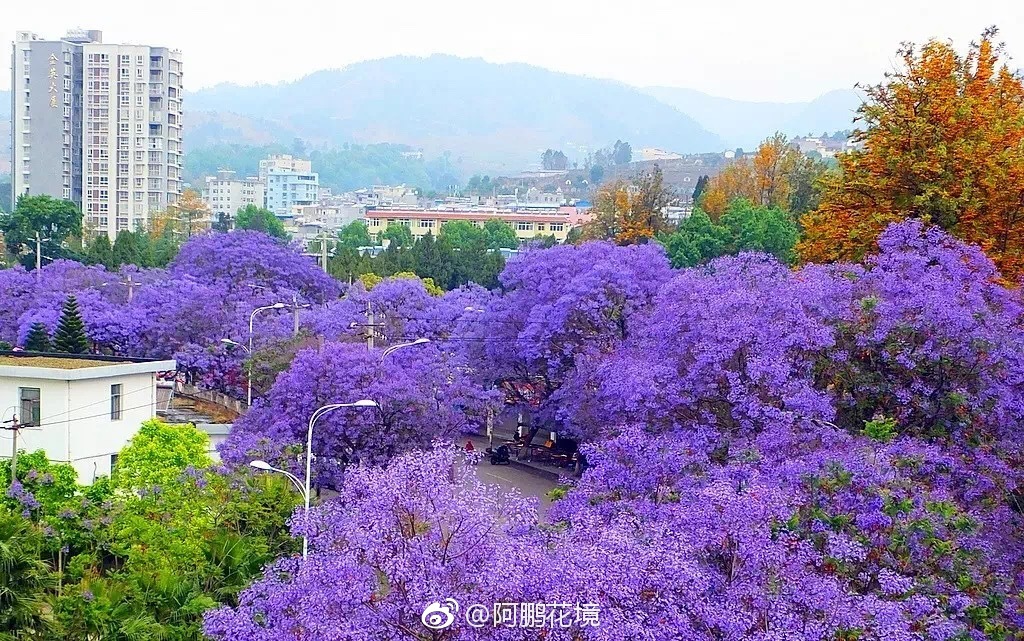 西昌的蓝花楹