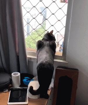 黑猫蹲在窗台往外瞧，这姿势真是骚气，是要长出翅膀变天使吗？