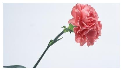 妈妈生日送什么花?这些花有很好的寓意,给妈妈