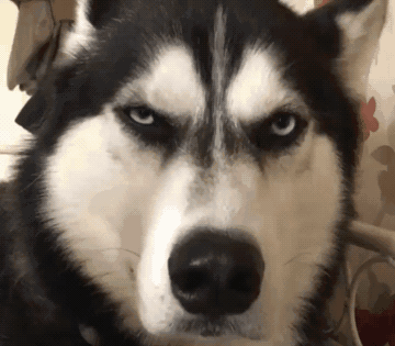 因猥琐与严肃表情走红网络的哈士奇,如今娶妻生子了!