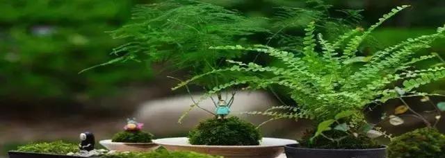 苔藓盆景的制作步骤及制作小贴士