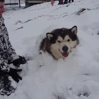 阿拉斯加雪撬犬被活埋只剩脑袋还一个劲傻笑，谁家的二傻子