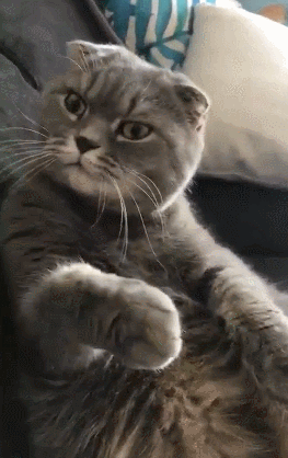 壁纸 动物 狗 狗狗 263_418 竖版 竖屏 手机 gif 动态图 动图