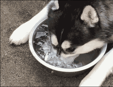 搞笑gif——这就是理想与现实的差距!