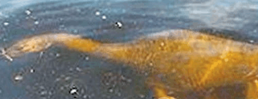 98年洪水军方曝曾有水怪出没!