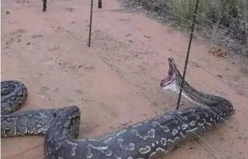 桂平“千年古墓”七星巨棺中发现百岁蛇王!