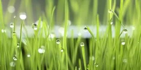 【每天一首诗】《草的名字》您知道多少呢