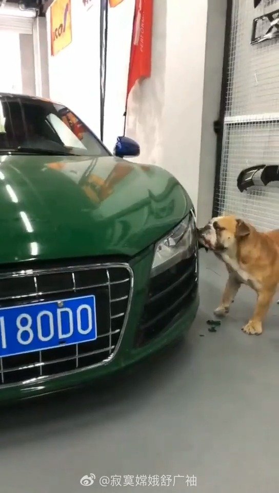 狗：连狗粮你都买不起，你还玩改装车，我让你改……