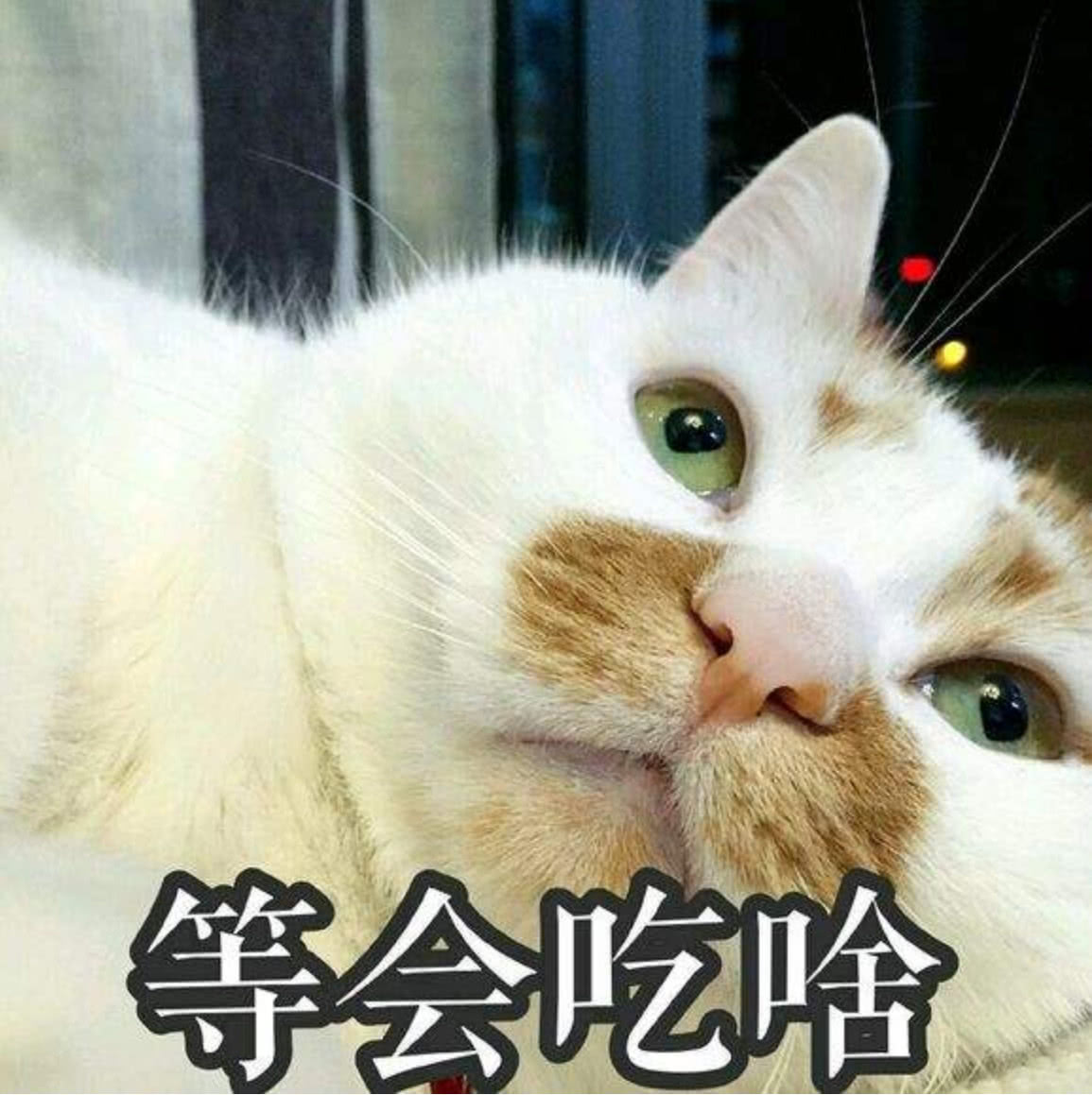 为什么我家的猫好像不是很喜欢吃鱼,反而给它