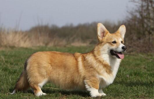 犬种百科之柯基犬