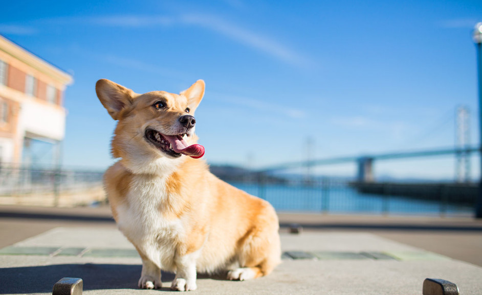 最适合上班族养的狗:丑萌巴哥仅第3,第2来自中