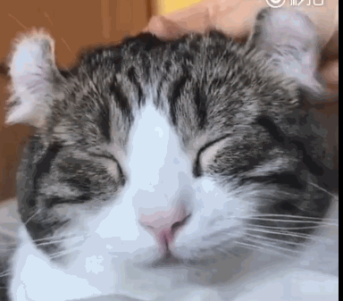 不过按摩也要看手法滴,猫咪如果有个手法不好的铲屎官,就无福享受啦.