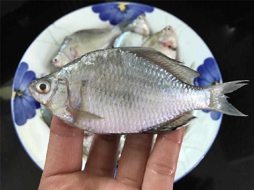 这个季节最肥美、最好吃的鱼就是它了,25