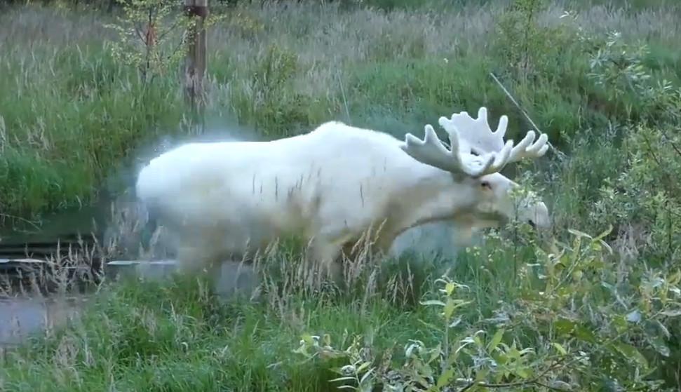 瑞典罕见纯白色驼鹿现身, 仙气撩人, 仿佛从童话