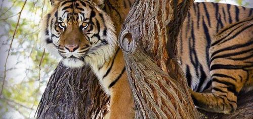 看过《虎啸非洲》之后,不得不提几点关于老虎