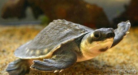 怎样养好一只龟?宠物小乌龟的饲养方法