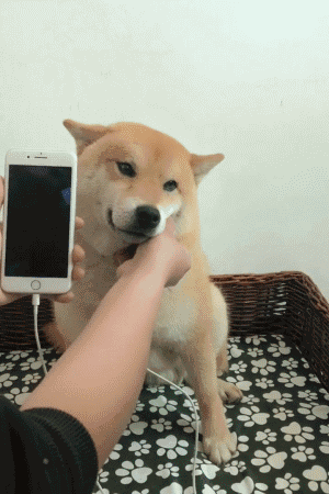 柴犬可以充电?狗狗:你走开!