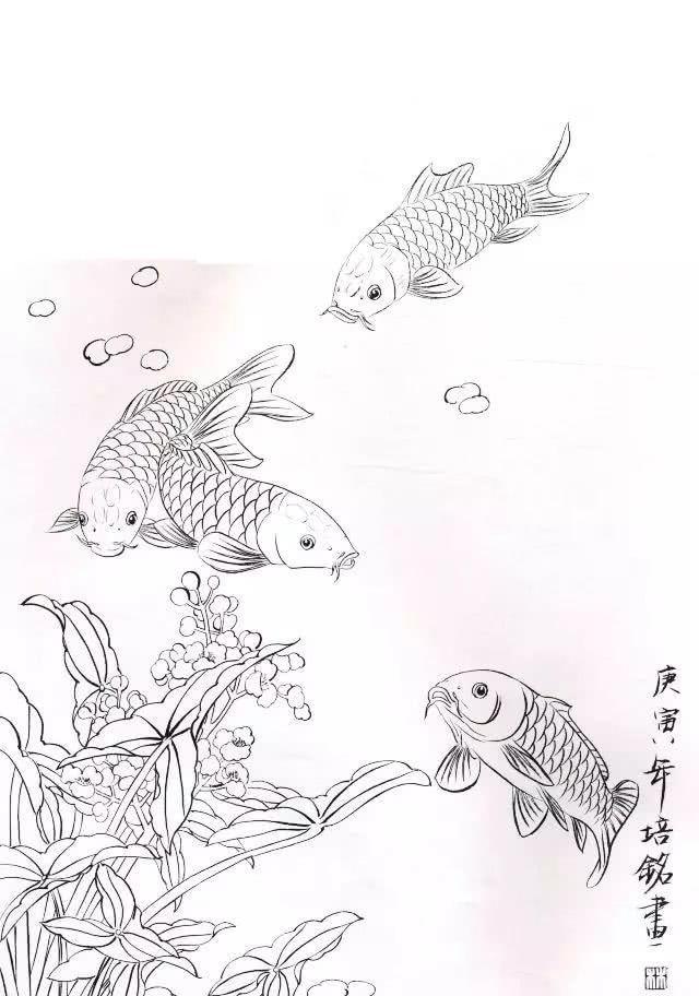 工笔锦鲤画法与白描画稿教学示范,工笔鱼的画法步骤及