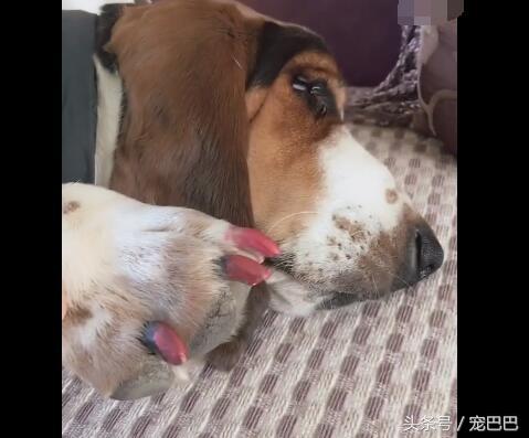 女主人给狗狗涂指甲油,结果被自己的脚丑哭了