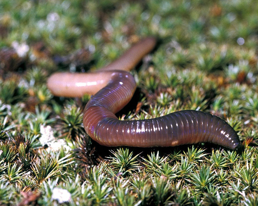 再生能力强的蚯蚓寿命该多久?10岁大蚯蚓该多大?感觉像异种!