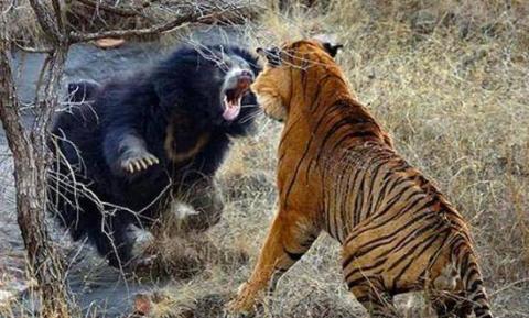 动物大战的十个精彩瞬间! 二哈最蠢 , “平头哥”霸气