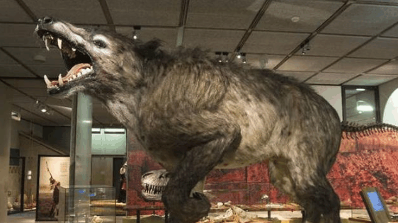 世界上最大的狗, 也是非洲二哥的大哥, 狮子老虎见它也要避让!