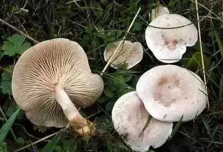 这几种常见的毒蘑菇要认清!别碰!