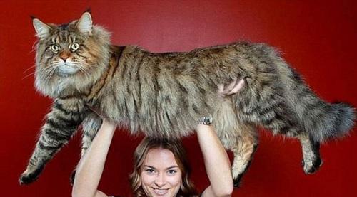 大如藏獒 看看你们眼中的小猫咪