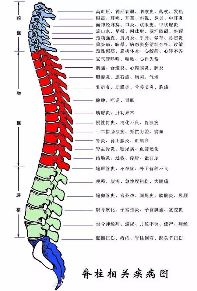 后背疼痛的原因|颈椎|椎体|胸椎_新浪网