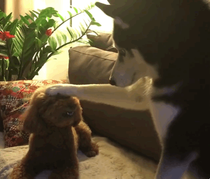 哈士奇就爱欺负泰迪,单手摸狗头,二哈终于有点成就感了