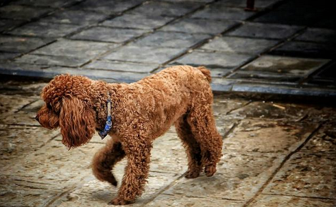 恋爱中的男朋友摔死了我的猫,是选择原谅他吗