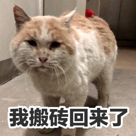 一组超可爱猫咪表情包!